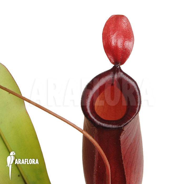 Nepenthes x ‚Bloody Mary‘