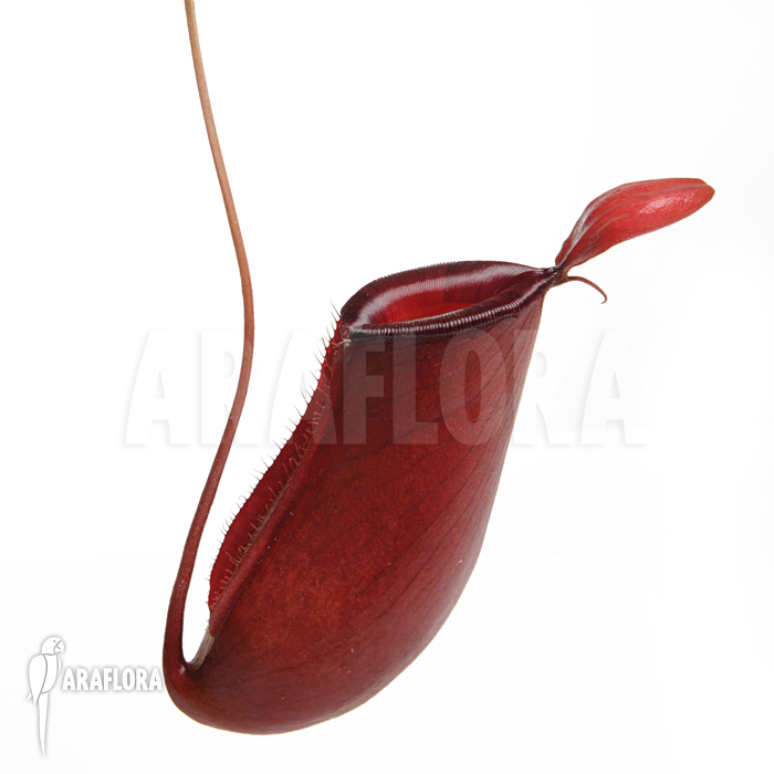 Nepenthes x ‚Bloody Mary‘