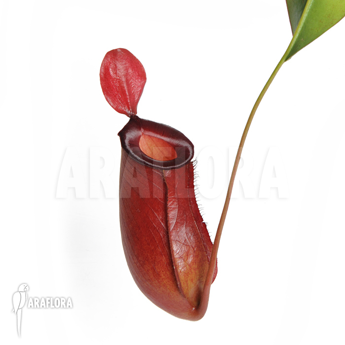 Nepenthes x ‚Bloody Mary‘