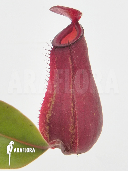 Nepenthes x ‚Bloody Mary‘ ‚S‘