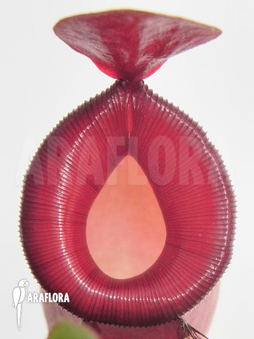 Nepenthes x ‚Bloody Mary‘ ‚XL‘