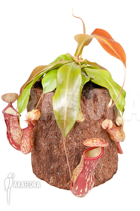 Nepenthes x ‚Gaya‘