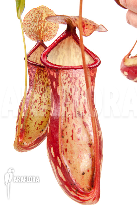 Nepenthes x ‚Gaya‘ ‚L‘