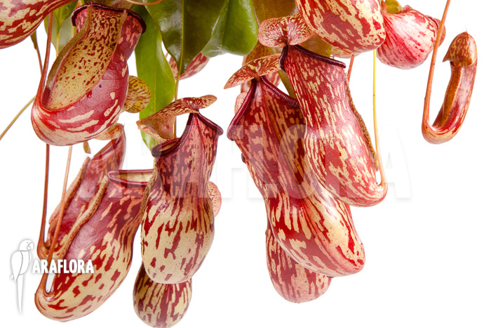 Nepenthes x ‚Gaya‘ ‚L‘