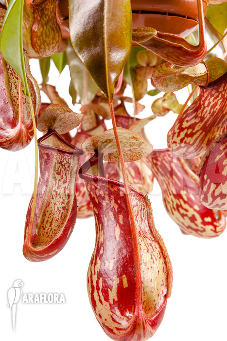 Nepenthes x ‚Gaya‘ ‚L‘