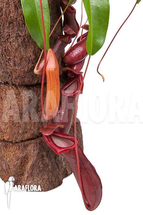 Nepenthes x bill bailey