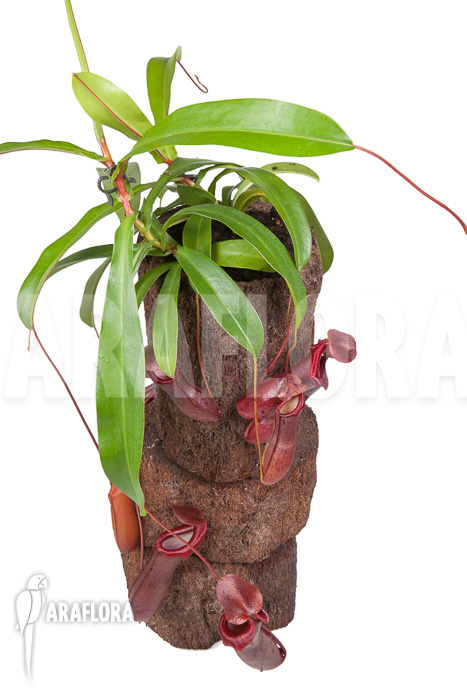 Nepenthes x bill bailey