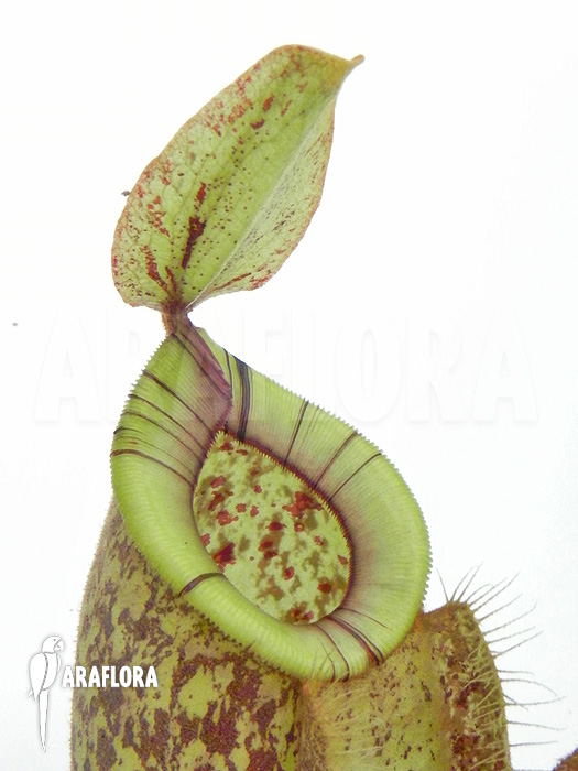 Nepenthes x hookeriana ‚Dark‘