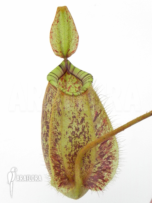 Nepenthes x hookeriana ‚Dark‘