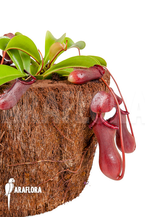 Nepenthes x lowii x ventricosa