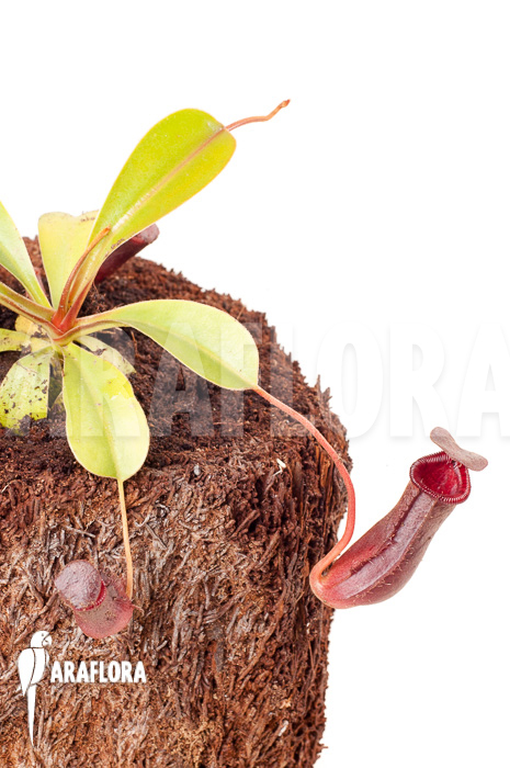 Nepenthes x lowii x ventricosa ‚S‘