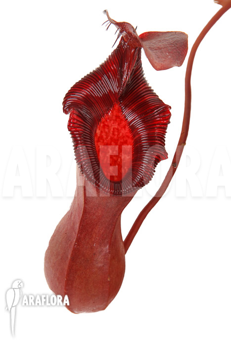 Nepenthes x lowii x ventricosa XL
