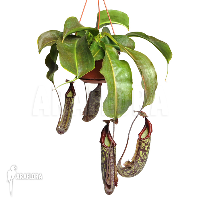 Nepenthes x maxima ‚Hybride‘