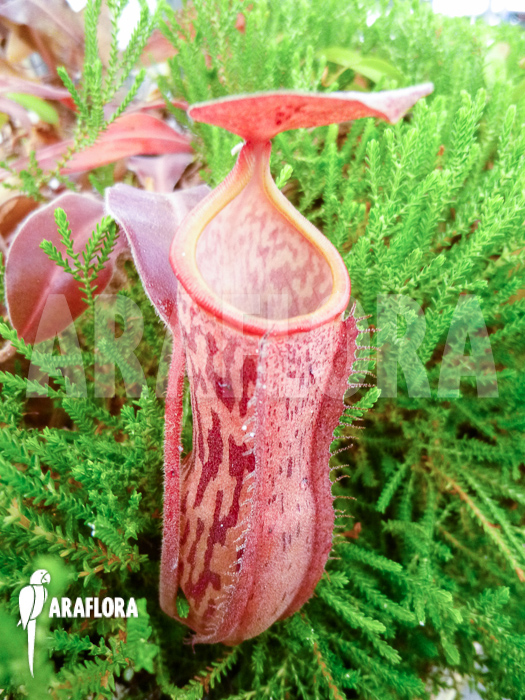Nepenthes x ‚Pink Panther‘