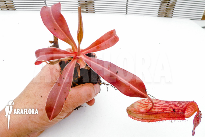 Nepenthes x ‚Pink Panther‘