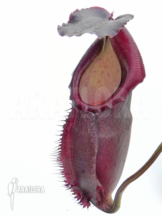 Nepenthes x singalana x ventricosa ‚L‘
