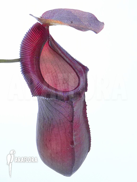 Nepenthes x singalana x ventricosa ‚L‘