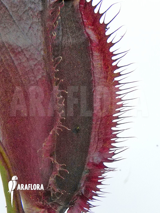 Nepenthes x singalana x ventricosa ‚L‘