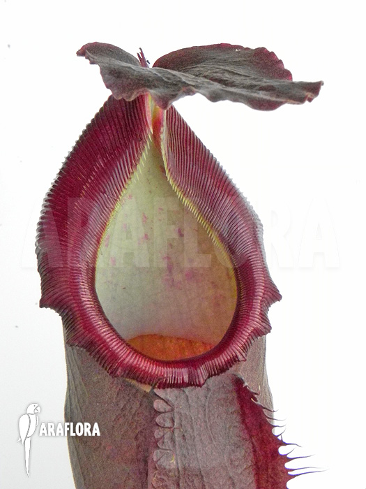 Nepenthes x singalana x ventricosa ‚L‘