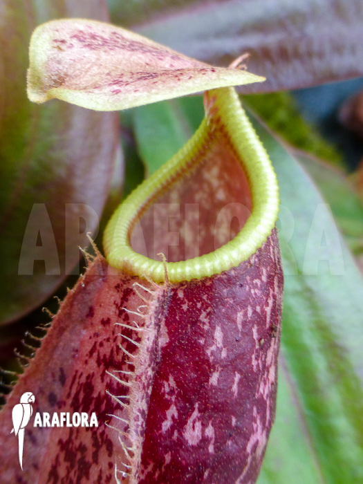 Nepenthes x suki