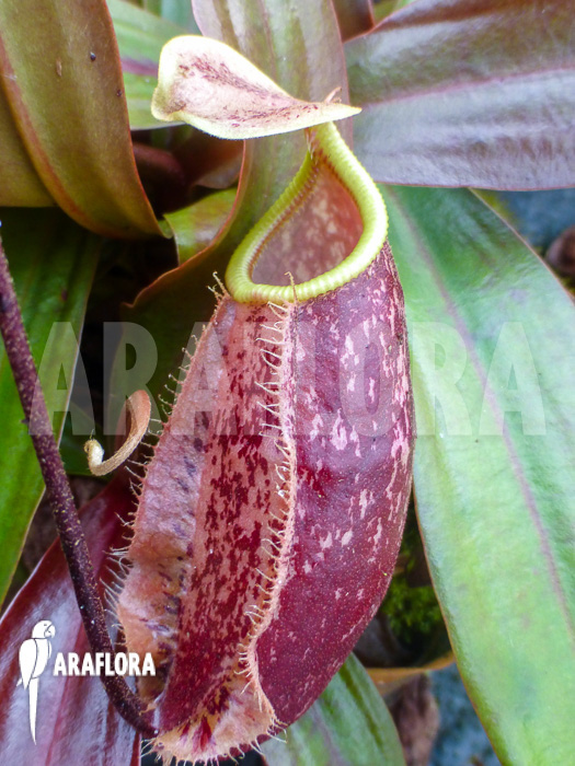Nepenthes x suki