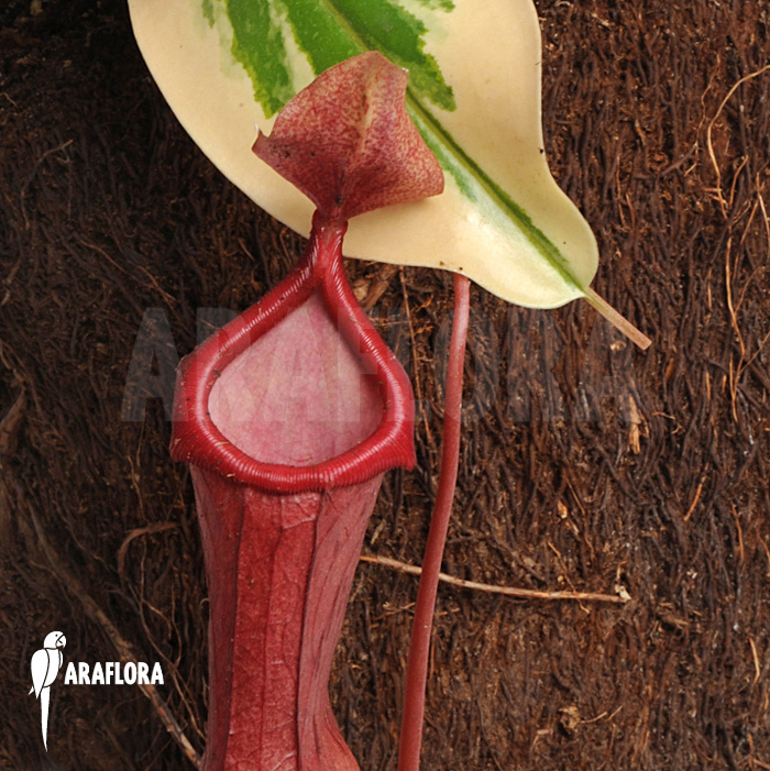 Nepenthes x ventrata ‚Variagated‘