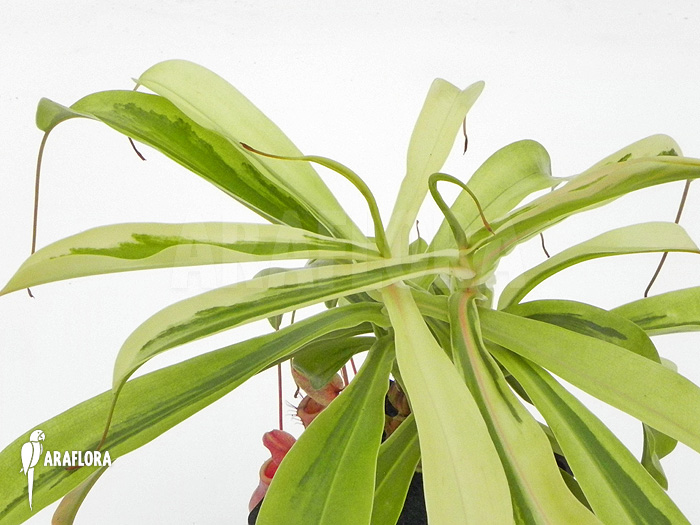 Nepenthes x ventrata ‚Variagated‘