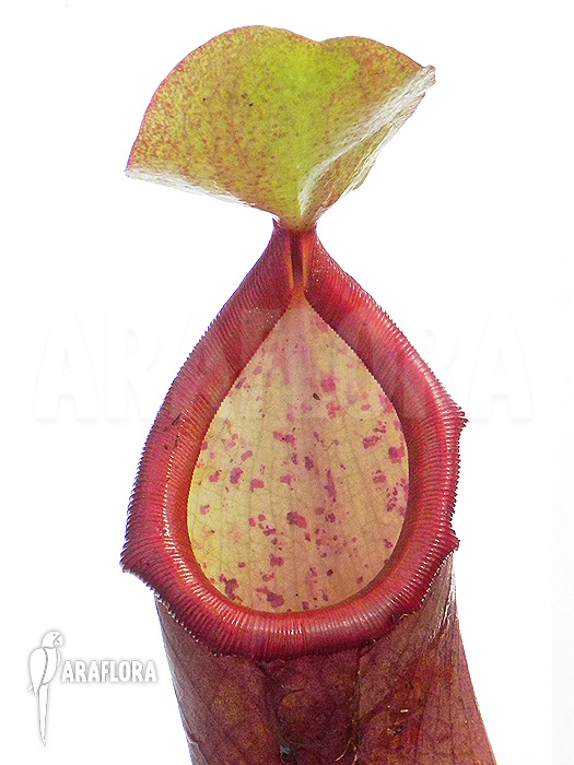 Nepenthes x ‚Linda‘