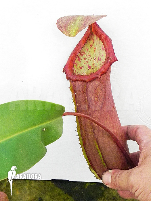 Nepenthes x ‚Linda‘