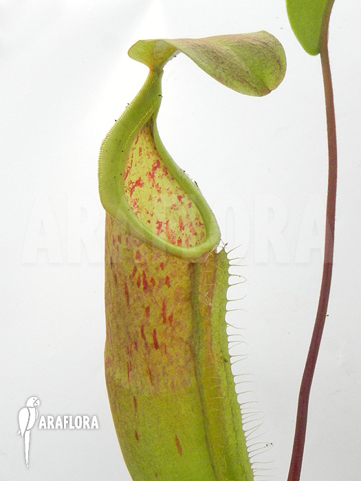 Nepenthes x ‚Louise‘