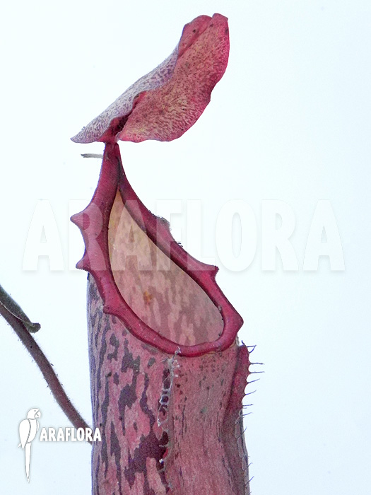 Nepenthes x ‚Pink Panther‘