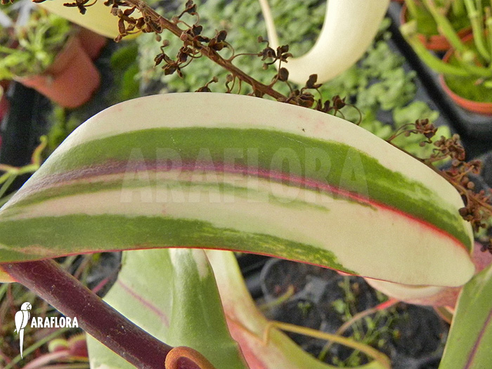 Nepenthes x ‚Snow Soper‘