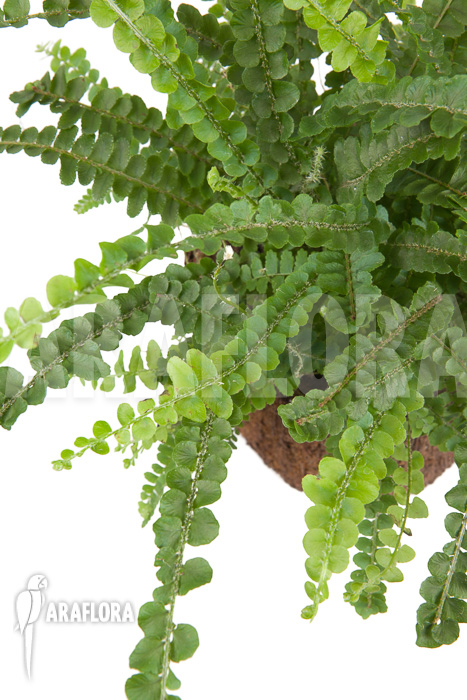 Nephrolepis cordifolia ‚Duffii‘