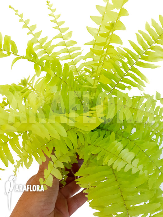 Nephrolepis exaltata ‚Blond‘