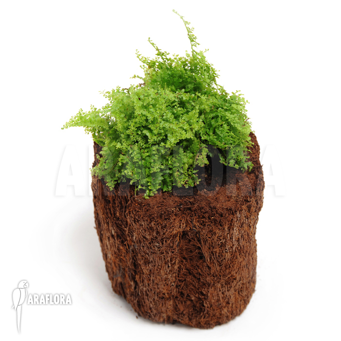 Nephrolepis exaltata ‚Marisa‘