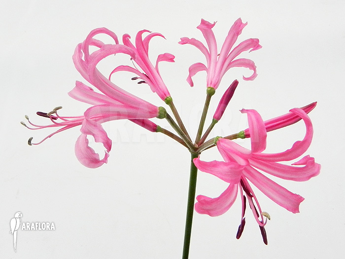 Nerine bowdenii flower