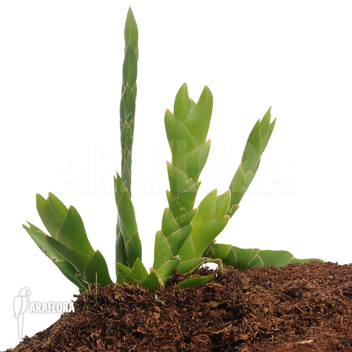 Oberonia lycopodioides ‚Imbricata‘