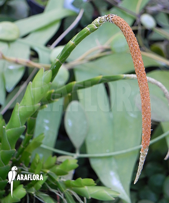 Oberonia lycopodioides ‚Imbricata‘