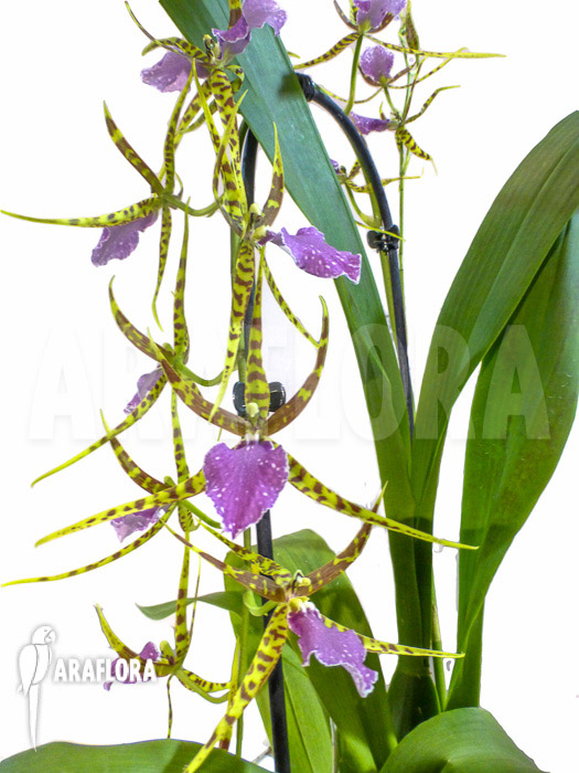 Odontobrassia Billabong ‚Celle‘