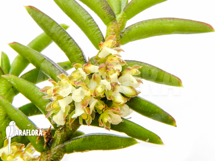 Omoea philippinensis