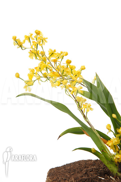 Oncidium ‚Twinkle pearl‘