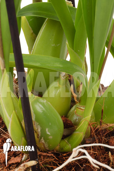 Oncidium-croesus-L-3