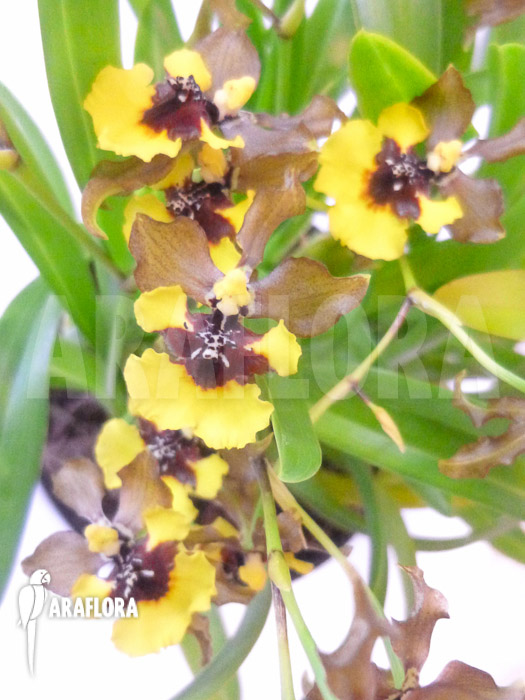Oncidium eurycline