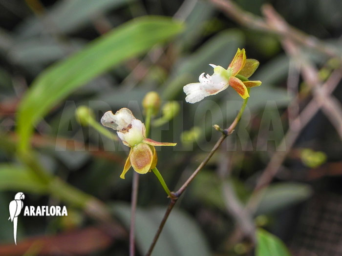 Oncidium hians
