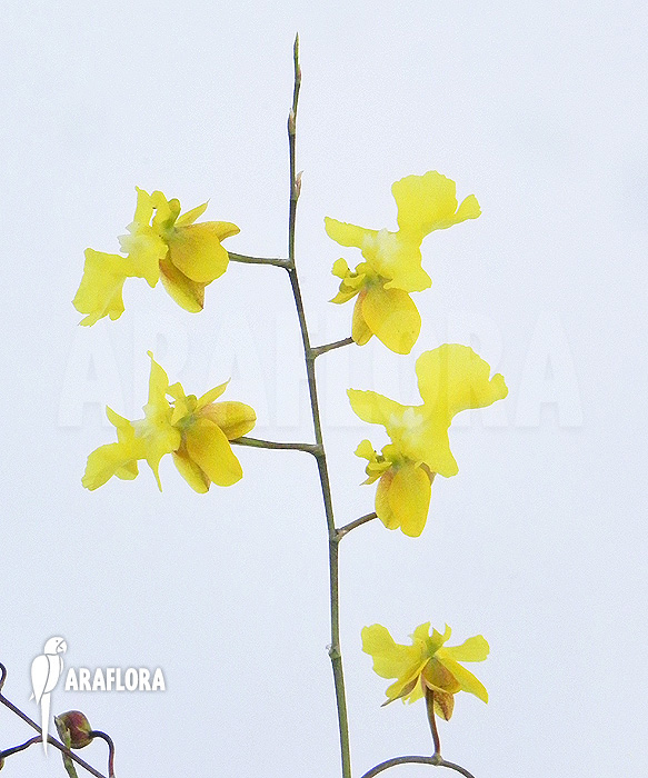Oncidium onustum ‚L‘