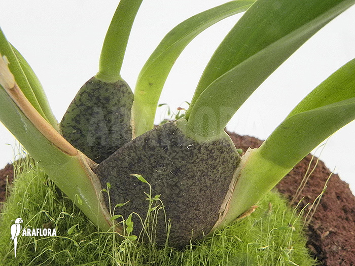 Oncidium onustum ‚L‘