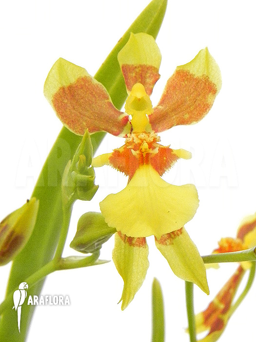 Oncidium unknown mini