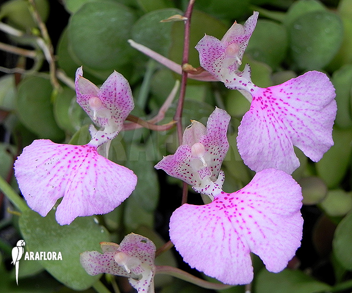 Oncidium variegatum ‚Cuba‘