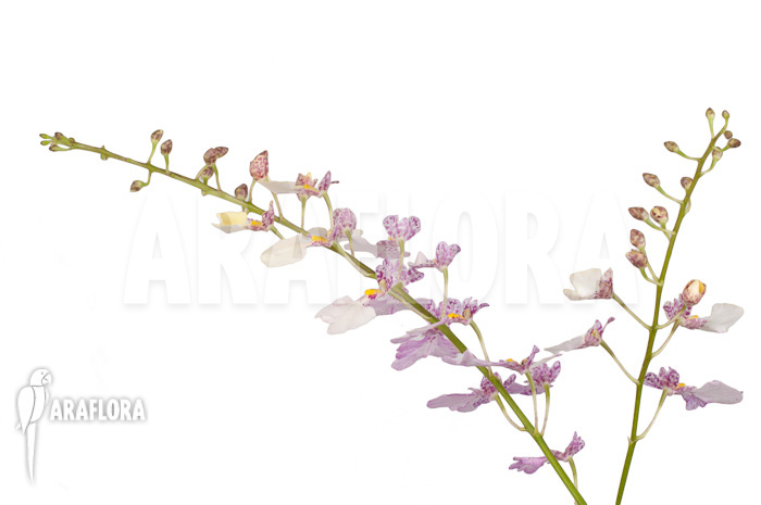 Oncidium-x-Popcorn-6