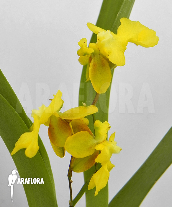 Oncidium x ‚Lemon surprise‘